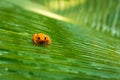 Tomato frog in Madagascar Royalty Free Stock Photo