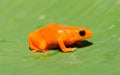 Tomato frog in Madagascar Royalty Free Stock Photo