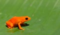 Tomato frog in Madagascar Royalty Free Stock Photo