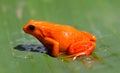 Tomato frog in Madagascar Royalty Free Stock Photo