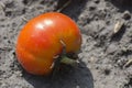 Tomato fruit on the ground. Loss of crops in agricultural fields