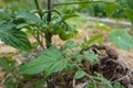 tomato fruit in the vegetable garden. organic vegetable garden. cherry tomato in raised wooden bed Royalty Free Stock Photo