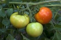 Tomato fruits matured-Three nos on plant