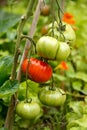 Tomato Gigantomo Hybrid fruit plant growing in summer kitchen garden Royalty Free Stock Photo