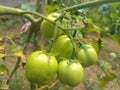 Tomato In Green Color