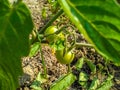 Tomato plant in the garden