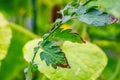 Tomato green leaves affected by disease.Fungal or viral disease. Lack or excess of moisture and nutrients, close up photo Royalty Free Stock Photo