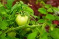 Tomato green unripe vegetable growing on a bush among foliage close up Royalty Free Stock Photo