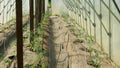 Tomato vegetable seedlings greenhouse plant inside young rows grow folio field Solanum lycopersicum berry farm farming Royalty Free Stock Photo