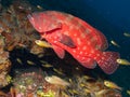 Tomato grouper being cleaned by a skunk cleaner shrimp Tulamben