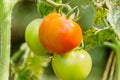 Tomato growing in agricultural organic farm. Royalty Free Stock Photo