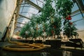 Tomato growing with Aquaponics and Hydroponics