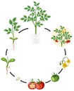 Tomato growing circle science