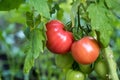 Tomato growing in organic farm in a greenhouse. Royalty Free Stock Photo