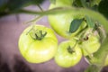 Tomato growing in organic farm. Ripe natural tomatoes growing on a branch in greenhouse Royalty Free Stock Photo