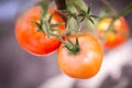 Tomato growing in organic farm. Ripe natural tomatoes growing on a branch in greenhouse Royalty Free Stock Photo