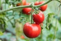 tomato growing in organic farm. Ripe natural tomatoes growing on a branch in a greenhouse Royalty Free Stock Photo