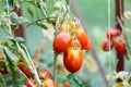 Tomato growing in organic farm Royalty Free Stock Photo