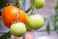 Tomato growing in organic farm. Ripe natural tomatoes growing on a branch in greenhouse Royalty Free Stock Photo