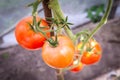 Tomato growing in organic farm. Ripe natural tomatoes growing on a branch in greenhouse Royalty Free Stock Photo