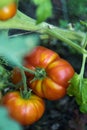 Big Two Tomatoes Growing on Plant in a greenhouse. Royalty Free Stock Photo