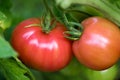 Tomato growing in organic farm Royalty Free Stock Photo