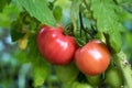 Tomato growing in organic farm Royalty Free Stock Photo