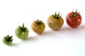 Tomato growing up showing progress set isolated on white background. Health Concept Royalty Free Stock Photo