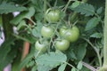Tomato grows on the balcony. The ripening process. Royalty Free Stock Photo