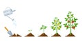 Tomato growth. Stages of plant seeding, flowering and fruiting. Vegetable green sprout grow. Agriculture planting