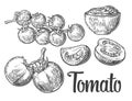 Tomato, half and slice isolated engraved illustration