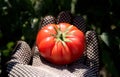 A tomato in a hand with gloves Royalty Free Stock Photo