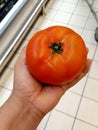 Tomato in hand,share tomato
