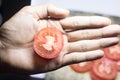 Tomato in hand