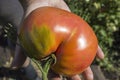 Tomato in hands