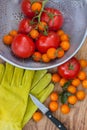 Tomato Harvest