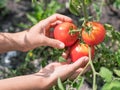 Tomato harvesting. Female hands picking tomatoes from plant Royalty Free Stock Photo