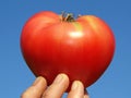 Tomato heart Royalty Free Stock Photo