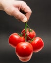 Tomato holding by hand