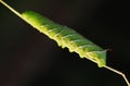 Tomato horn caterpillar.