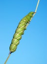 Tomato horn caterpillar.