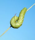 Tomato horn caterpillar.