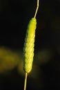 Tomato horn caterpillar.