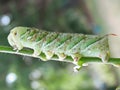 Tomato Horn Worm Royalty Free Stock Photo