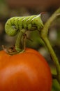 A tomato horn worm devours his way to his next tomato to eat.
