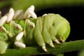 Tomato Hornworm Royalty Free Stock Photo