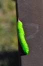 Tomato hornworm caterpillar