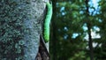 Tomato Hornworm Caterpillar crawling down a tree trunk. Scientific name Manduca quinquemaculata