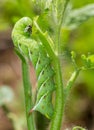 Tomato hornworm caterpillar eating plant Royalty Free Stock Photo