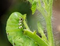 Tomato hornworm caterpillar eating plant Royalty Free Stock Photo